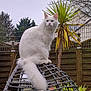 cat, white_cat, fluffy, outdoor, garden, backyard, chair, wicker_chair, fence, tree, plant, tail, pet, animal, nature, daylight, house, sky, greenery, relaxing