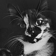 Yuma a rejoint le concours — aidez-le/la à gagner de superbes lots ! animal, black, black_and_white, cat, close_up, curious, dark_background, eyes, face, feline, fur, indoor, mammal, nature, pet, portrait, soft_light, texture, whiskers, white