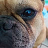 Fighty participe au concours pour gagner de l'argent avec cette photo : dog, french_bulldog, close_up, pet, animal, snout, eye, wrinkles, curious, indoor, floor, tile, brown, black_nose, short_fur, ears, paw, portrait, canine, companion