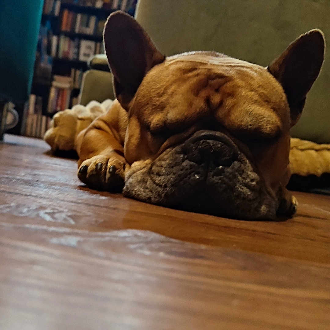 Fighty a rejoint le concours — aidez-le/la à gagner de superbes lots ! dog, french_bulldog, sleeping, floor, wooden_floor, indoor, living_room, furniture, bookshelf, couch, cozy, pet, canine, resting, ears, brown_dog, closeup, home, quiet, relaxation