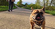 Fighty participe au concours pour gagner de l'argent avec cette photo : dog, french_bulldog, walking, person, woman, outdoor, path, nature, trees, sky, sunlight, grass, happy, pet, canine, leash, casual_clothing, daytime, smile, recreation