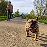 dog, french_bulldog, walking, person, woman, outdoor, path, nature, trees, sky, sunlight, grass, happy, pet, canine, leash, casual_clothing, daytime, smile, recreation