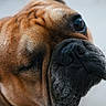 Fighty participe au concours pour gagner de l'argent avec cette photo : dog, close_up, french_bulldog, wrinkles, face, eye, nose, pet, animal, curious, expression, brown, black, fur, portrait, indoor, looking, one_eye_closed, snout, canine