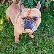 Fighty a rejoint le concours — aidez-le/la à gagner de superbes lots ! dog, french_bulldog, one_eye_closed, grass, greenery, outdoor, pet, animal, canine, nature, leaf, yellow_flower, summer, sunlight, portrait, mammal, cute, small_dog, standing, garden