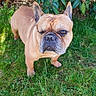 dog, french_bulldog, one_eye_closed, grass, greenery, outdoor, pet, animal, canine, nature, leaf, yellow_flower, summer, sunlight, portrait, mammal, cute, small_dog, standing, garden