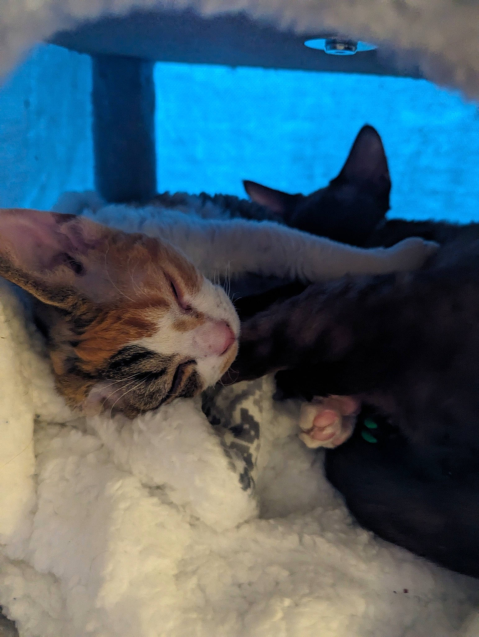 Laya joined the competition — help win amazing prizes! carnivore, cat, cat_bed, claw, comfort, domestic_short_haired_cat, fawn, felidae, fur, gesture, nap, paw, sand, sleep, small_to_medium_sized_cats, snout, tail, terrestrial_animal, whiskers, winter