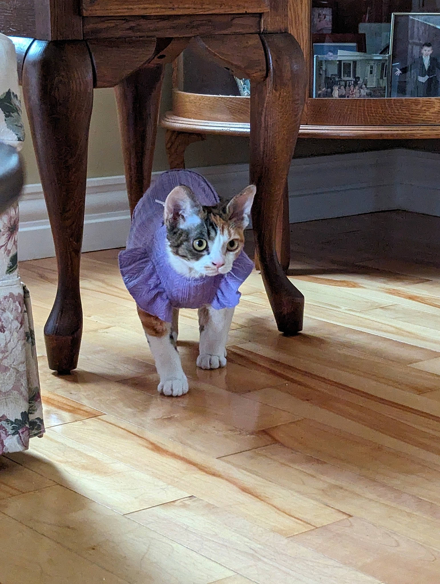 Laya joined the competition — help win amazing prizes! carnivore, cat, comfort, door, fawn, felidae, floor, flooring, foot, fur, hardwood, human_leg, laminate_flooring, small_to_medium_sized_cats, tail, thigh, whiskers, window, wood, wood_flooring