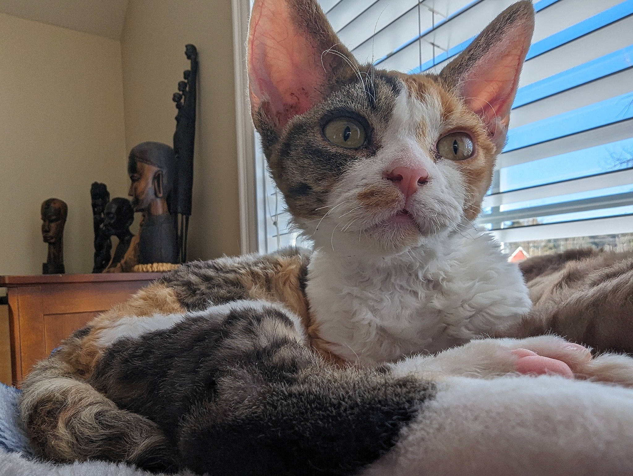 Laya joined the competition — help win amazing prizes! carnivore, cat, cat_supply, claw, comfort, domestic_short_haired_cat, fawn, felidae, fur, houseplant, paw, small_to_medium_sized_cats, snout, tail, whiskers