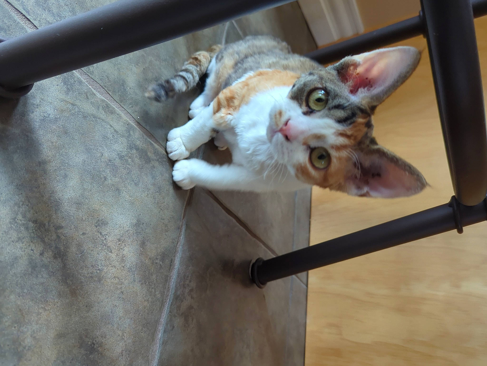 Laya is registered to the contest to win money with this photo: animal_shelter, canidae, carnivore, cat, dog_breed, domestic_short_haired_cat, fang, fawn, felidae, fur, metal, paw, small_to_medium_sized_cats, snout, sporting_group, tail, terrestrial_animal, whiskers, wildlife, wood