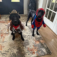 Buddy And Bear joined the competition — help win amazing prizes! dog, black_dog, costume, cowboy_costume, spiderman_costume, pet, indoor, rug, wooden_floor, door, decor_vase, playful, animal, cute, funny, portrait, two_dogs, pet_clothing, home, animal_portrait