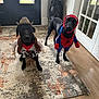 dog, black_dog, costume, cowboy_costume, spiderman_costume, pet, indoor, rug, wooden_floor, door, decor_vase, playful, animal, cute, funny, portrait, two_dogs, pet_clothing, home, animal_portrait