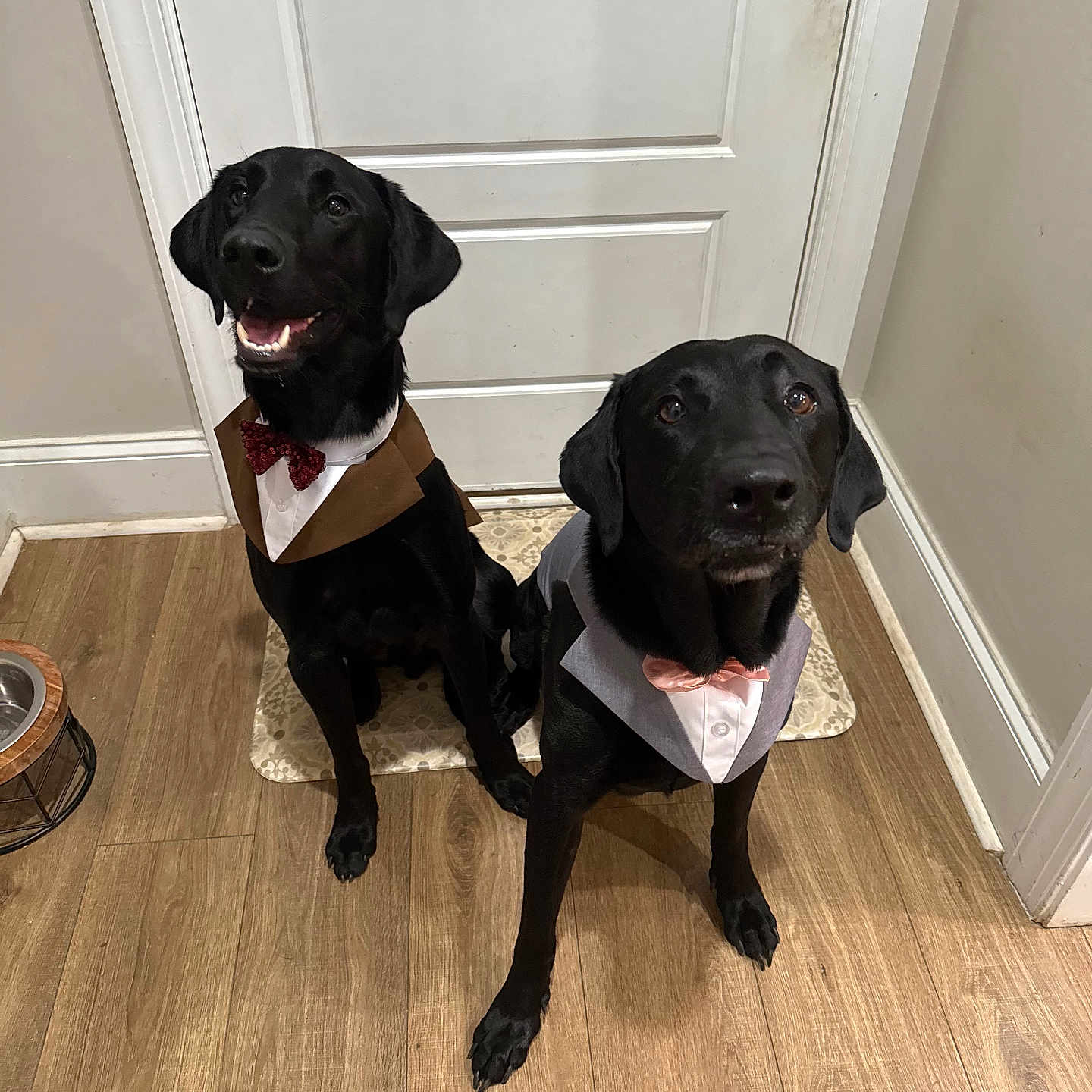 Buddy And Bear is registered to the contest to win money with this photo: animal, black_dog, bow_tie, companion, costume, cute, dog, door, floor, house, indoor, mammal, pet, pet_accessory, portrait, tuxedo, two_dogs, waiting, well_dressed, wooden_floor