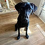 animal, black_dog, canine, curious, dog, door, ears, eyes, flooring, fur, furniture, glossy, home, indoor, looking_up, natural_light, pet, rug, sitting, wooden_floor