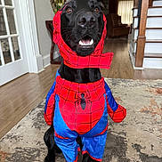 Buddy And Bear joined the competition — help win amazing prizes! animal, black_dog, black_fur, carpet, costume, cute, dog, furniture, happy, home, indoor, living_room, looking_up, mirror, pet, playful, smiling, spiderman_costume, stairs, wooden_floor