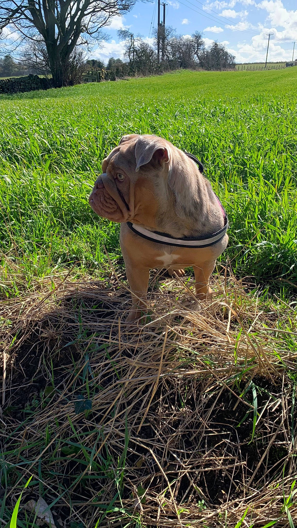 Rolo is registered to the contest to win money with this photo: agriculture, carnivore, dog, dog_breed, fawn, field, grass, grassland, hat, landscape, liver, plant, prairie, snout, soil, sporting_group, sun_hat, terrestrial_animal, tree, working_animal