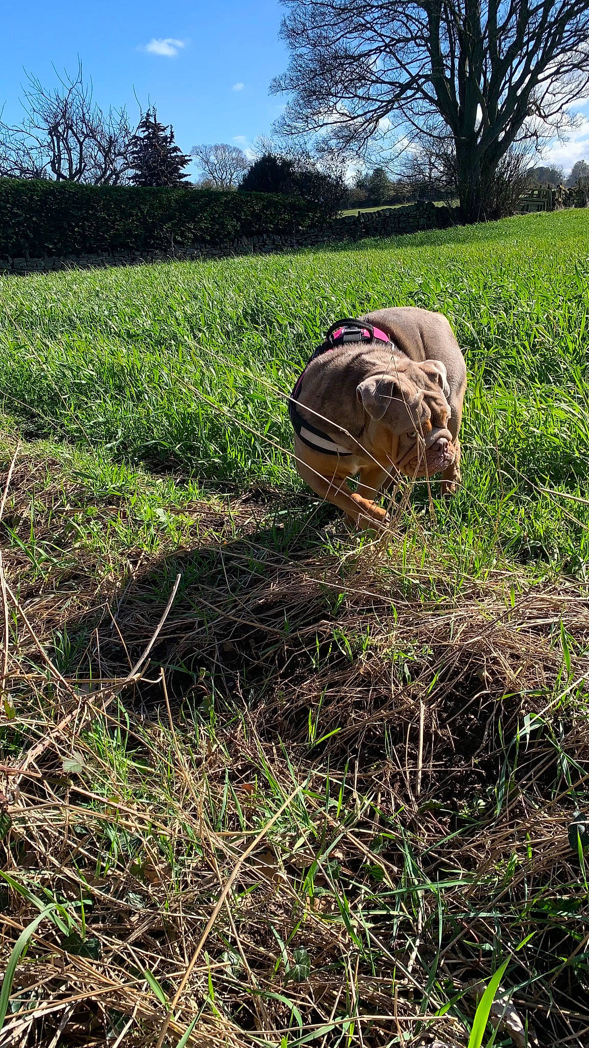 Rolo is registered to the contest to win money with this photo: agriculture, farmer, farmworker, field, grass, grassland, groundcover, landscape, meadow, natural_landscape, pasture, people_in_nature, plant, plant_community, prairie, shrub, sky, soil, tree, working_animal
