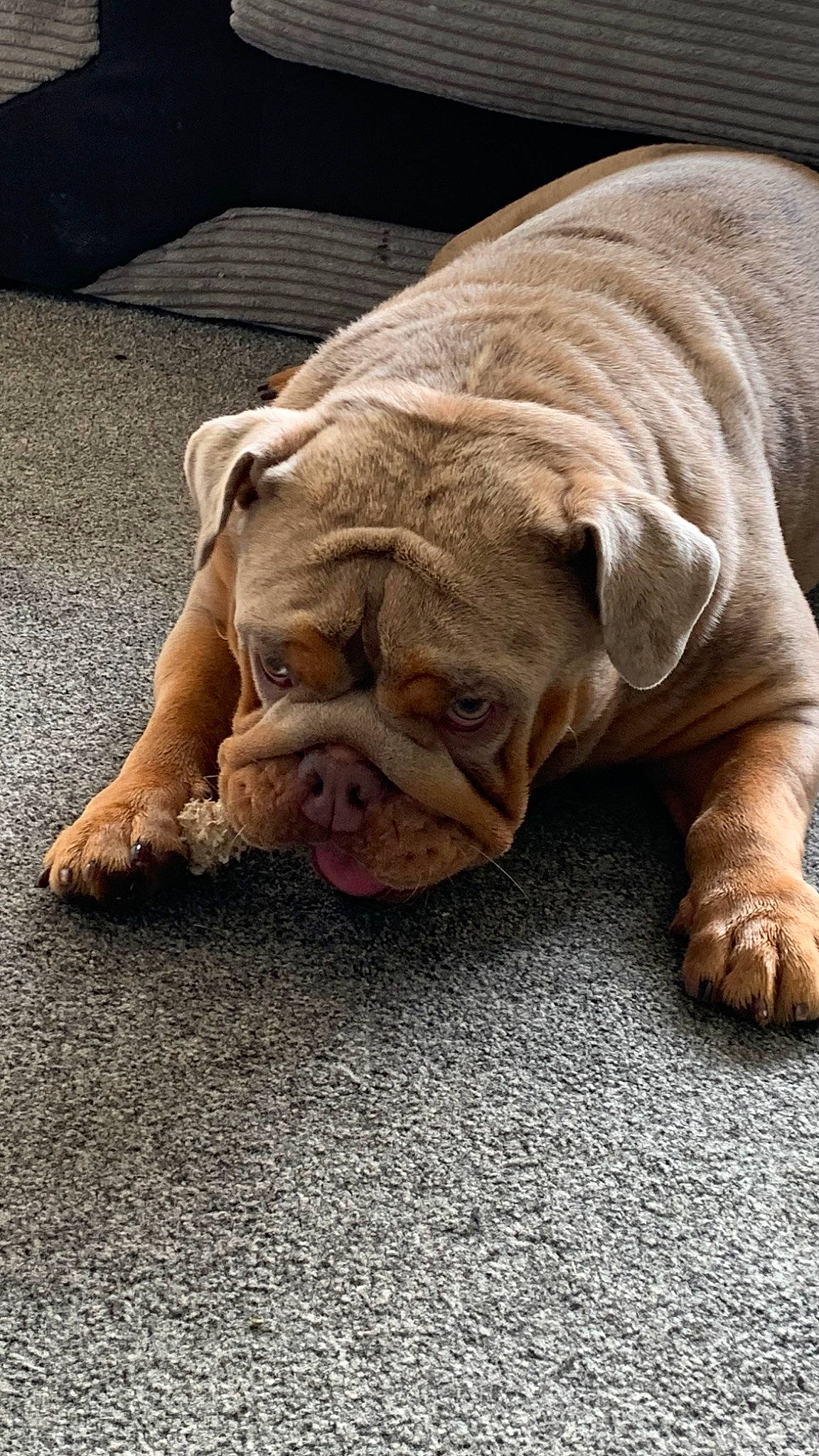Rolo is registered to the contest to win money with this photo: bulldog, canidae, carnivore, comfort, companion_dog, dog, dog_breed, fawn, flooring, foot, fur, non_sporting_group, paw, snout, sporting_group, terrestrial_animal, whiskers, white_english_bulldog, wood, wrinkle