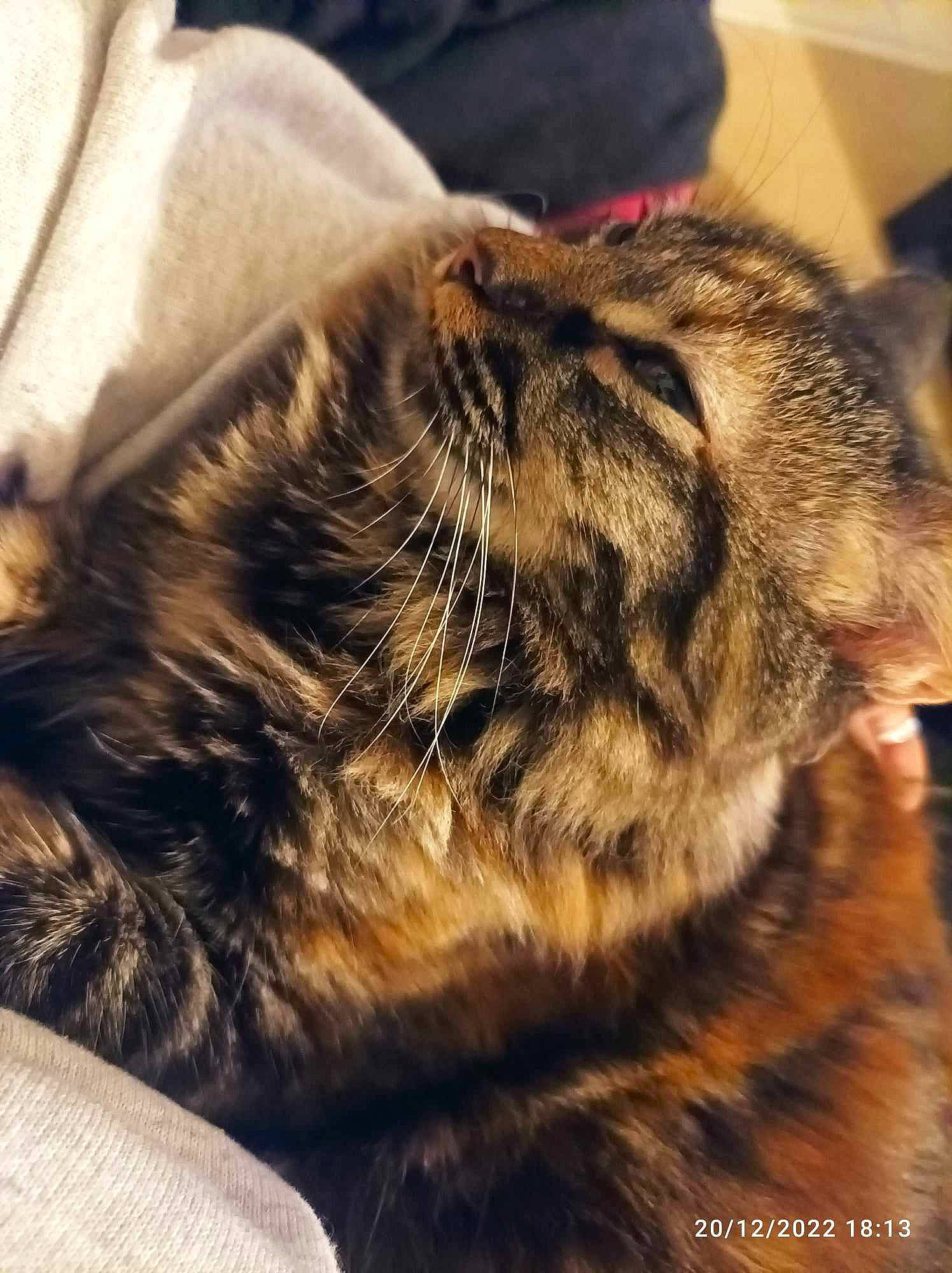 Tenten a rejoint le concours — aidez-le/la à gagner de superbes lots ! big_cats, carnivore, cat, claw, close_up, cloud, comfort, domestic_short_haired_cat, felidae, fur, mammal, metal, nap, paw, sky, small_to_medium_sized_cats, snout, tail, terrestrial_animal, whiskers