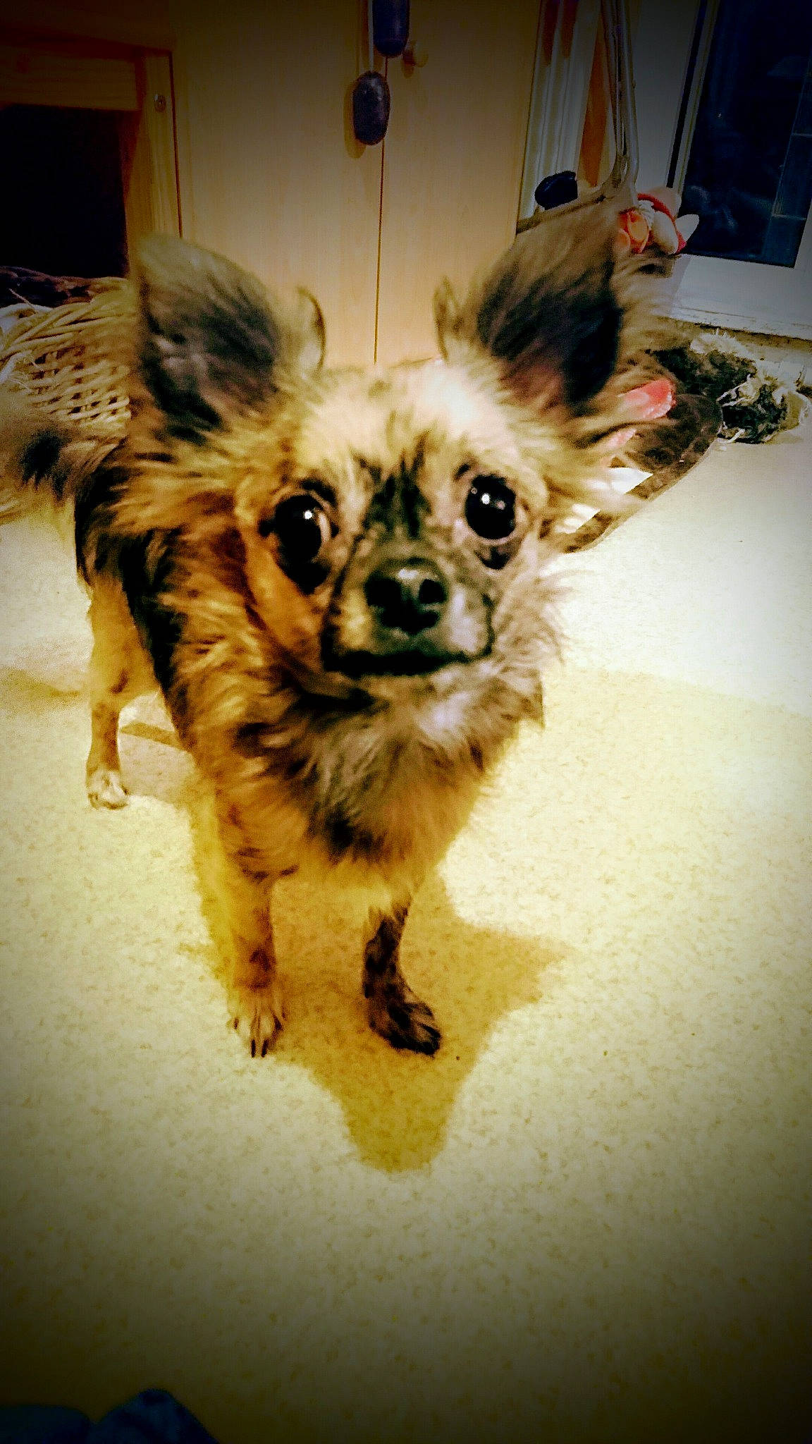 Malha participe au concours pour gagner de l'argent avec cette photo : canidae, carnivore, chihuahua, companion_dog, dog, dog_breed, ear, fawn, fur, mammal, puppy, snout, sporting_group, terrier, toy_dog, vertebrate, whiskers, yorkshire_terrier