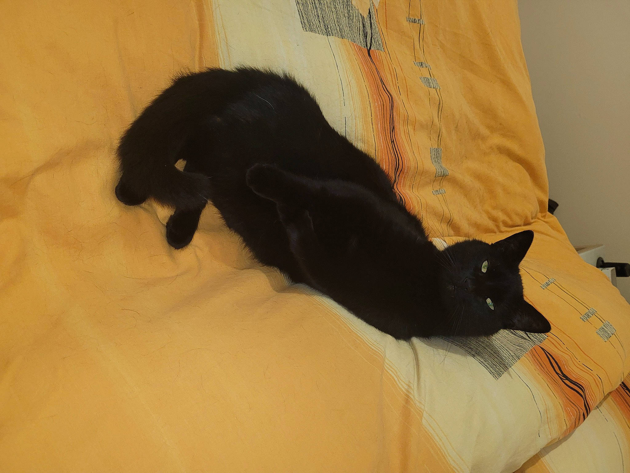 Draco a rejoint le concours — aidez-le/la à gagner de superbes lots ! bed, black_cat, bombay, carnivore, cat, claw, comfort, companion_dog, dog_breed, domestic_short_haired_cat, felidae, fur, linens, room, small_to_medium_sized_cats, snout, tail, terrestrial_animal, whiskers, wood