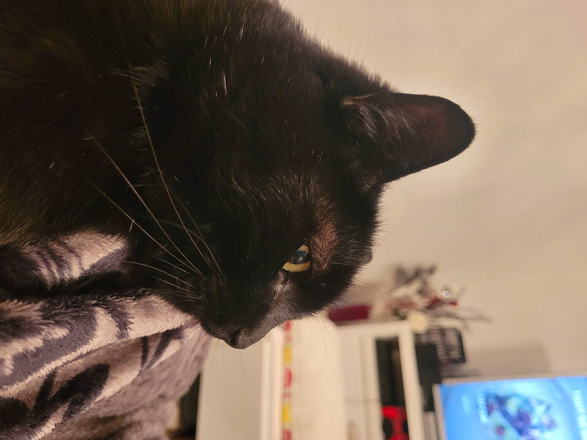 Draco participe au concours pour gagner de l'argent avec cette photo : black_cat, bombay, carnivore, cat, comfort, domestic_short_haired_cat, felidae, fur, laptop, room, small_to_medium_sized_cats, tail, terrestrial_animal, whiskers