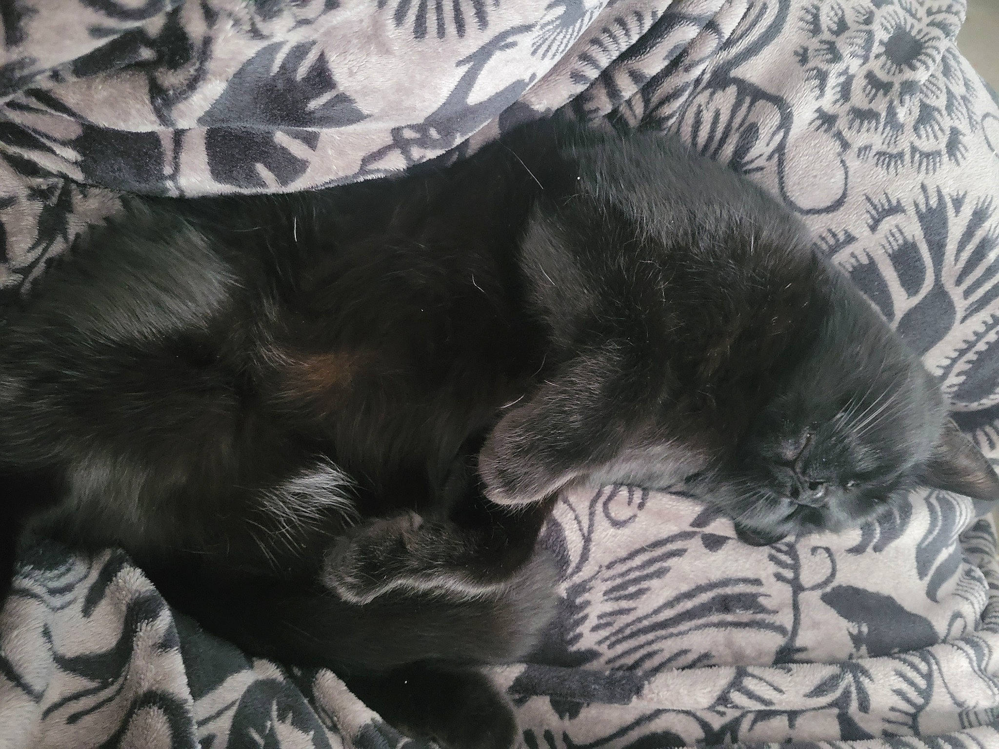 Draco participe au concours pour gagner de l'argent avec cette photo : black_cat, carnivore, cat, claw, comfort, companion_dog, dog_breed, domestic_short_haired_cat, felidae, foot, fur, grey, human_leg, linens, paw, sleeve, small_to_medium_sized_cats, tail, tree, whiskers