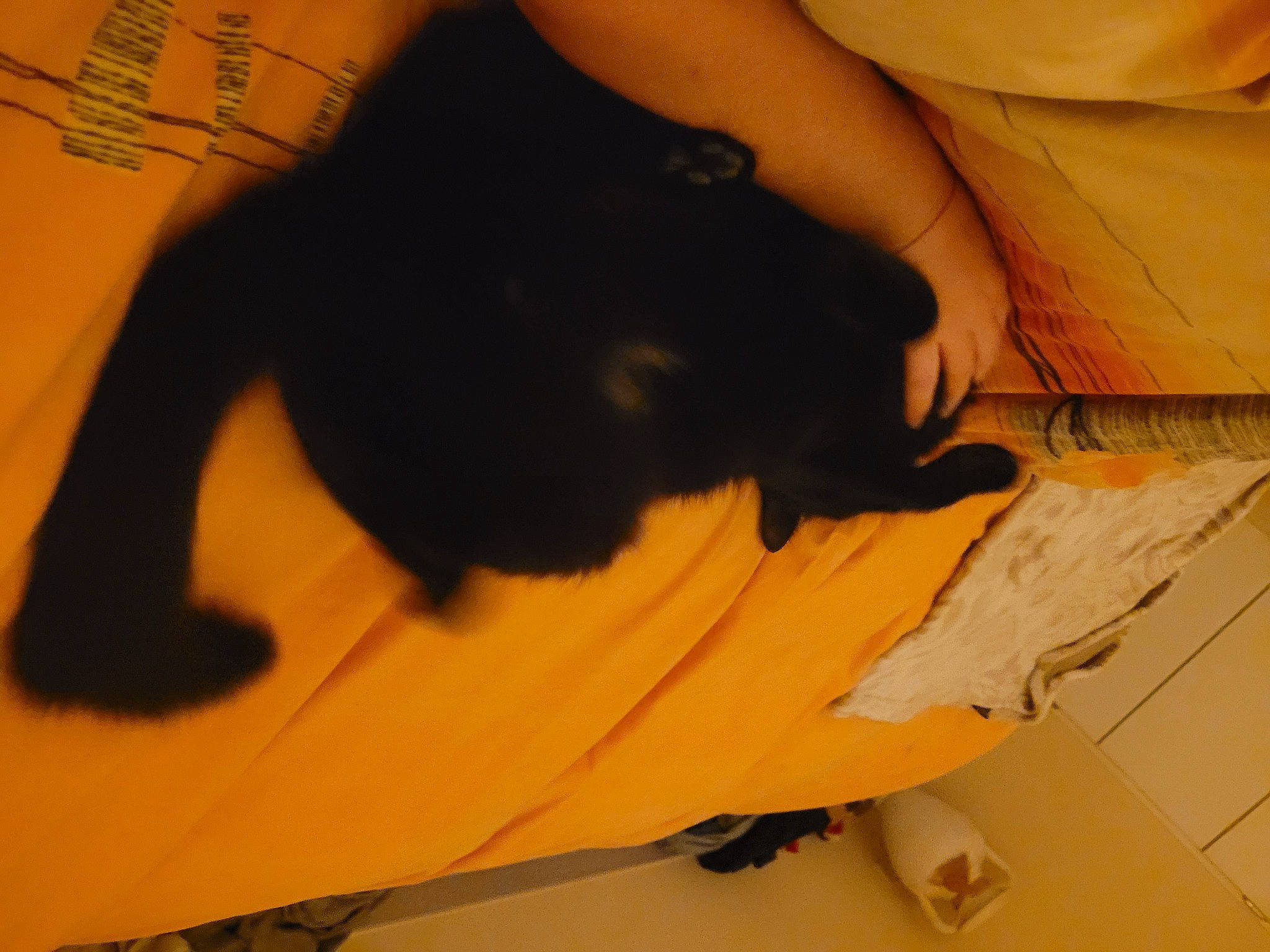 Draco a rejoint le concours — aidez-le/la à gagner de superbes lots ! black_cat, carnivore, comfort, companion_dog, dog, dog_breed, fawn, felidae, flooring, gesture, handwriting, hardwood, human_leg, small_to_medium_sized_cats, snout, tail, tints_and_shades, whiskers, wood, wrist