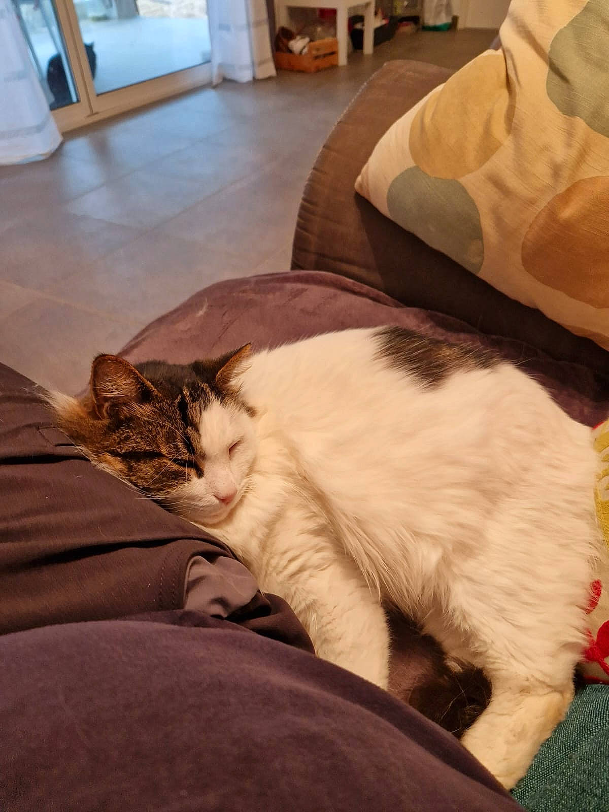 Looping a rejoint le concours — aidez-le/la à gagner de superbes lots ! carnivore, cat, comfort, companion_dog, domestic_short_haired_cat, fawn, felidae, floor, flooring, fur, hardwood, linens, mammal, room, small_to_medium_sized_cats, snout, tail, textile, whiskers, wood