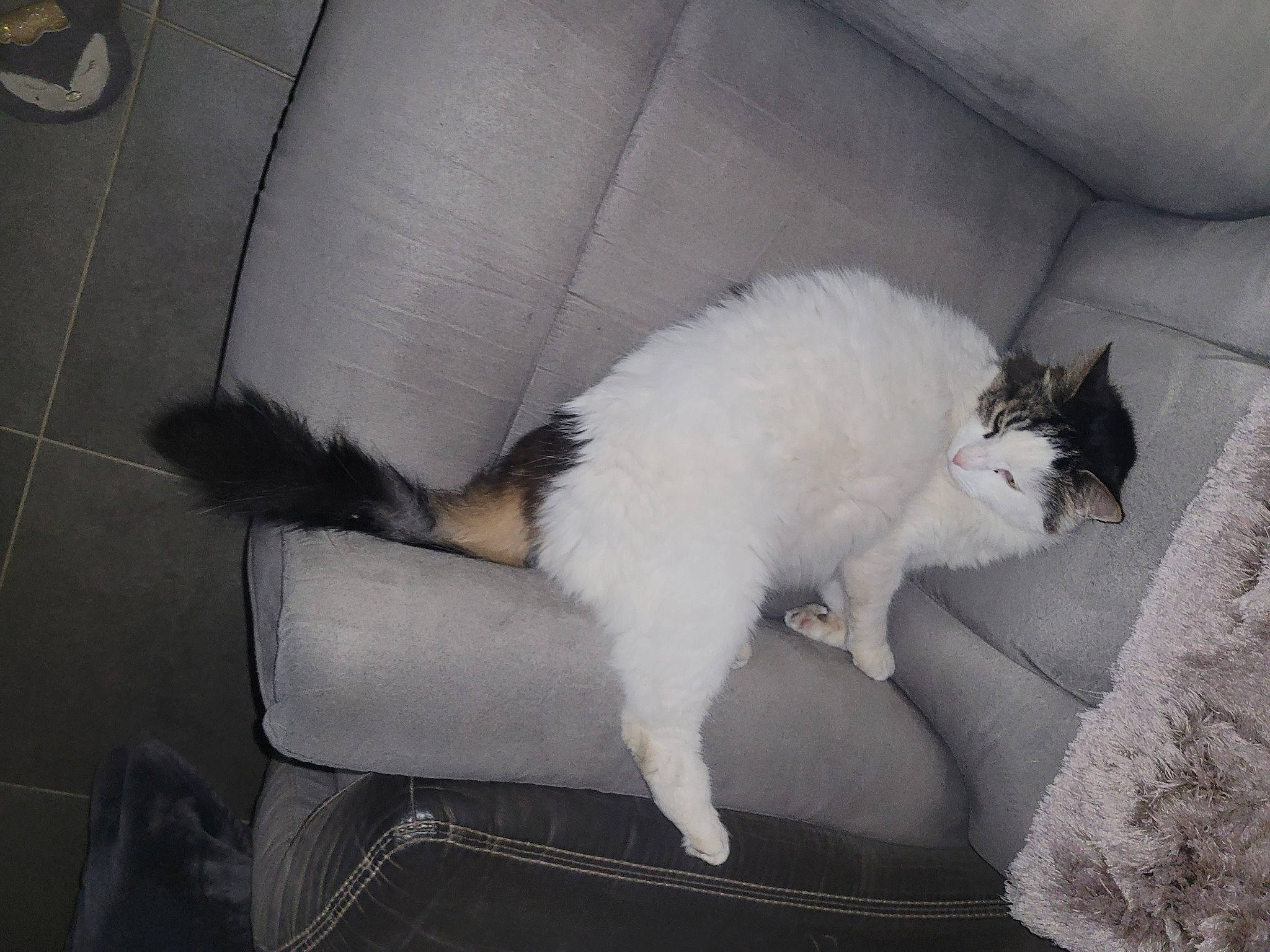 Looping a rejoint le concours — aidez-le/la à gagner de superbes lots ! carnivore, cat, claw, comfort, couch, domestic_short_haired_cat, eye, felidae, foot, fur, grey, human_leg, nap, paw, small_to_medium_sized_cats, snout, tail, terrestrial_animal, whiskers, window