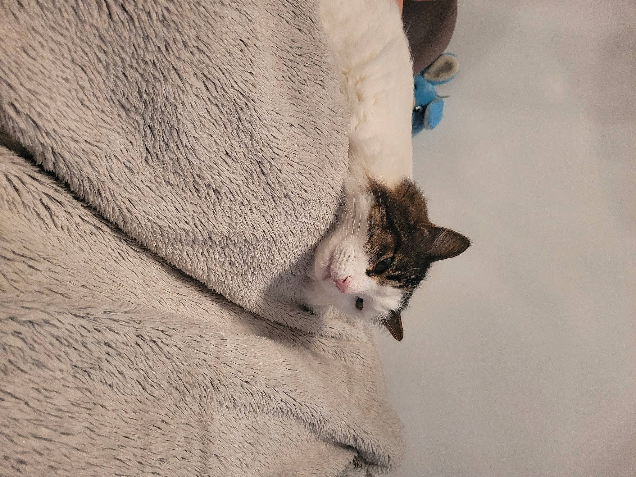 Looping participe au concours pour gagner de l'argent avec cette photo : carnivore, cat, claw, comfort, domestic_short_haired_cat, felidae, fur, gesture, grey, human_leg, linens, paw, sand, sleeve, small_to_medium_sized_cats, snout, tail, whiskers, window, woven_fabric