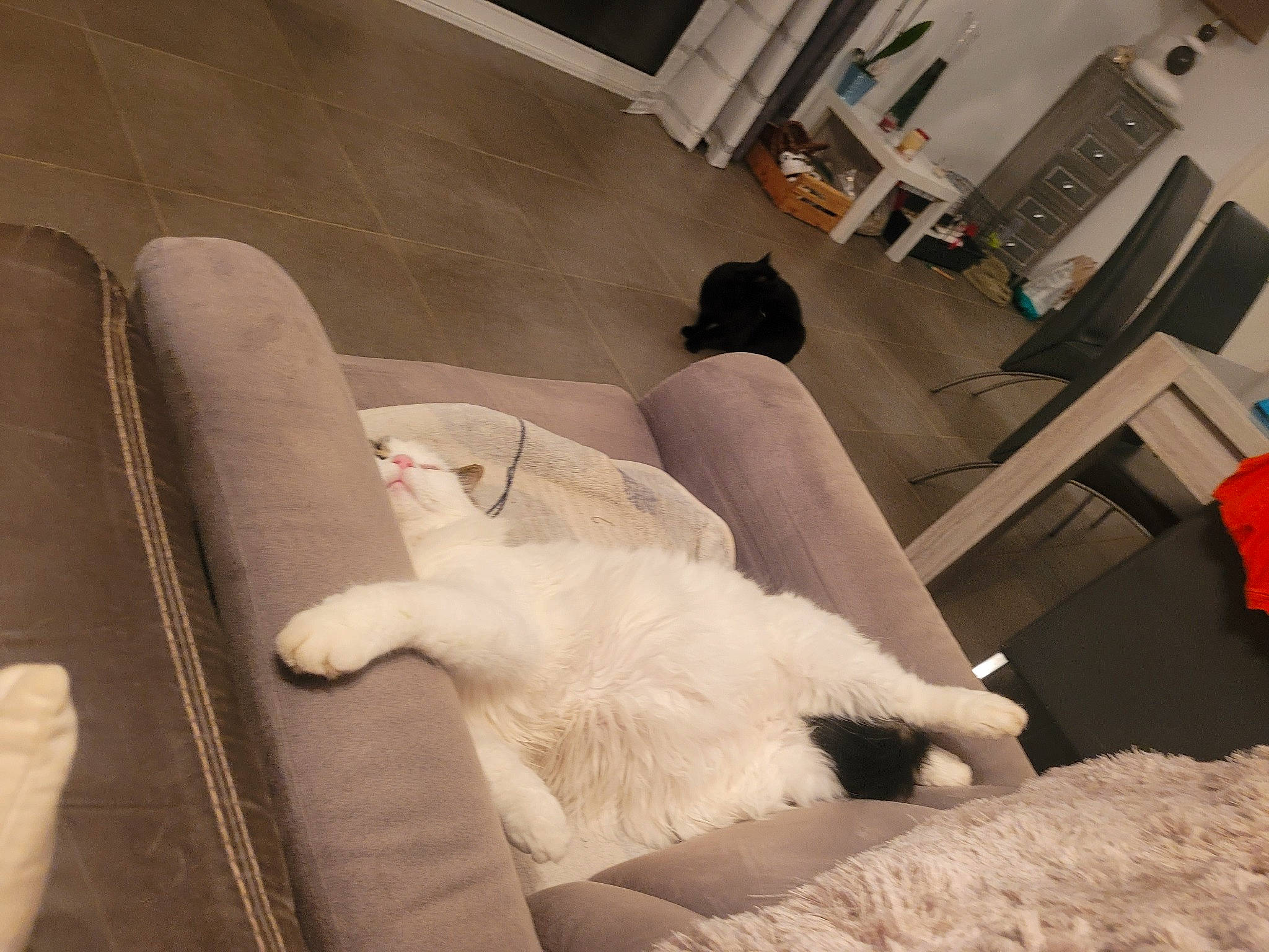 Looping a rejoint le concours — aidez-le/la à gagner de superbes lots ! automotive_design, bedding, comfort, companion_dog, couch, felidae, floor, flooring, fur, hardwood, human_leg, linens, living_room, luxury_vehicle, room, small_to_medium_sized_cats, tail, textile, whiskers, wood