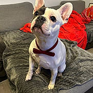 Pandora a rejoint le concours — aidez-le/la à gagner de superbes lots ! animal, blanket, bow_tie, companion, couch, cozy, cute, dog, domestic, ears, face, french_bulldog, fur, gray, home, indoor, looking_up, pet, red, sitting