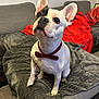 animal, blanket, bow_tie, companion, couch, cozy, cute, dog, domestic, ears, face, french_bulldog, fur, gray, home, indoor, looking_up, pet, red, sitting