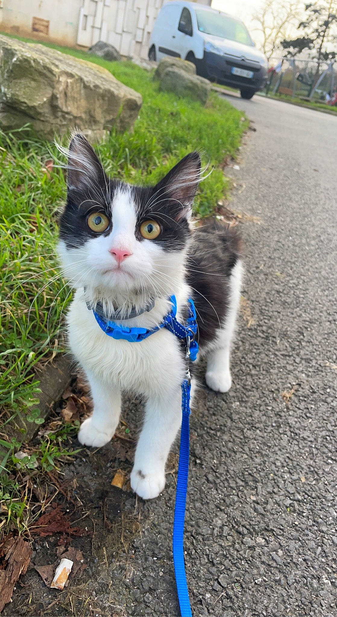 Snoopy a rejoint le concours — aidez-le/la à gagner de superbes lots ! asphalt, car, carnivore, cat, domestic_short_haired_cat, electric_blue, eye, felidae, fur, grass, mammal, plant, road_surface, sidewalk, small_to_medium_sized_cats, snout, tail, tree, wheel, whiskers