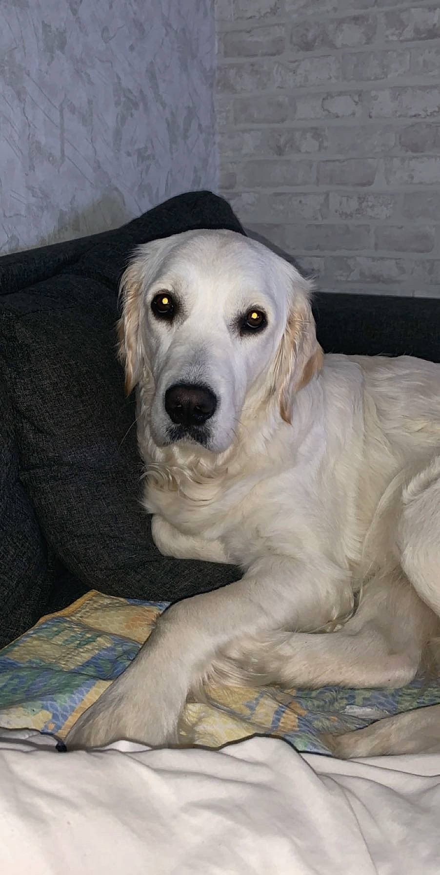 Nana participe au concours pour gagner de l'argent avec cette photo : akbash_dog, canidae, carnivore, companion_dog, dog, dog_breed, fawn, golden_retriever, great_pyrenees, labrador_retriever, mammal, rare_breed_dog, retriever, snout, sporting_group, vertebrate