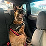 Saphir a rejoint le concours — aidez-le/la à gagner de superbes lots ! dog, car_interior, backseat, sitting, julius_k9_harness, window, person, speaker, leash, brown_dog, alert, pet, animal, seat, resting, daylight, looking_out, domestic_dog, canine, vehicle