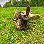 Saphir a rejoint le concours — aidez-le/la à gagner de superbes lots ! dog, grass, playful, outdoor, greenery, field, canine, nature, animal, happy, rolling, paw, fur, brindle, tree, sky, cloudy, netting, mouth, nose