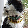 cat, black_and_white, fluffy, collar, gold_chain, bell, pet, feline, window, outdoor, greenery, fur, whiskers, side_profile, domestic_animal, nature, daylight, curious, close_up, portrait