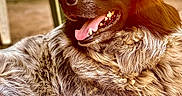 Nooky participe au concours pour gagner de l'argent avec cette photo : dog, canine, animal, pet, fur, tongue, relaxed, closeup, portrait, outdoor, sunlight, brown, white, fluffy, happy, muzzle, ears, nature, resting, companion