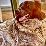 dog, canine, animal, pet, fur, tongue, relaxed, closeup, portrait, outdoor, sunlight, brown, white, fluffy, happy, muzzle, ears, nature, resting, companion