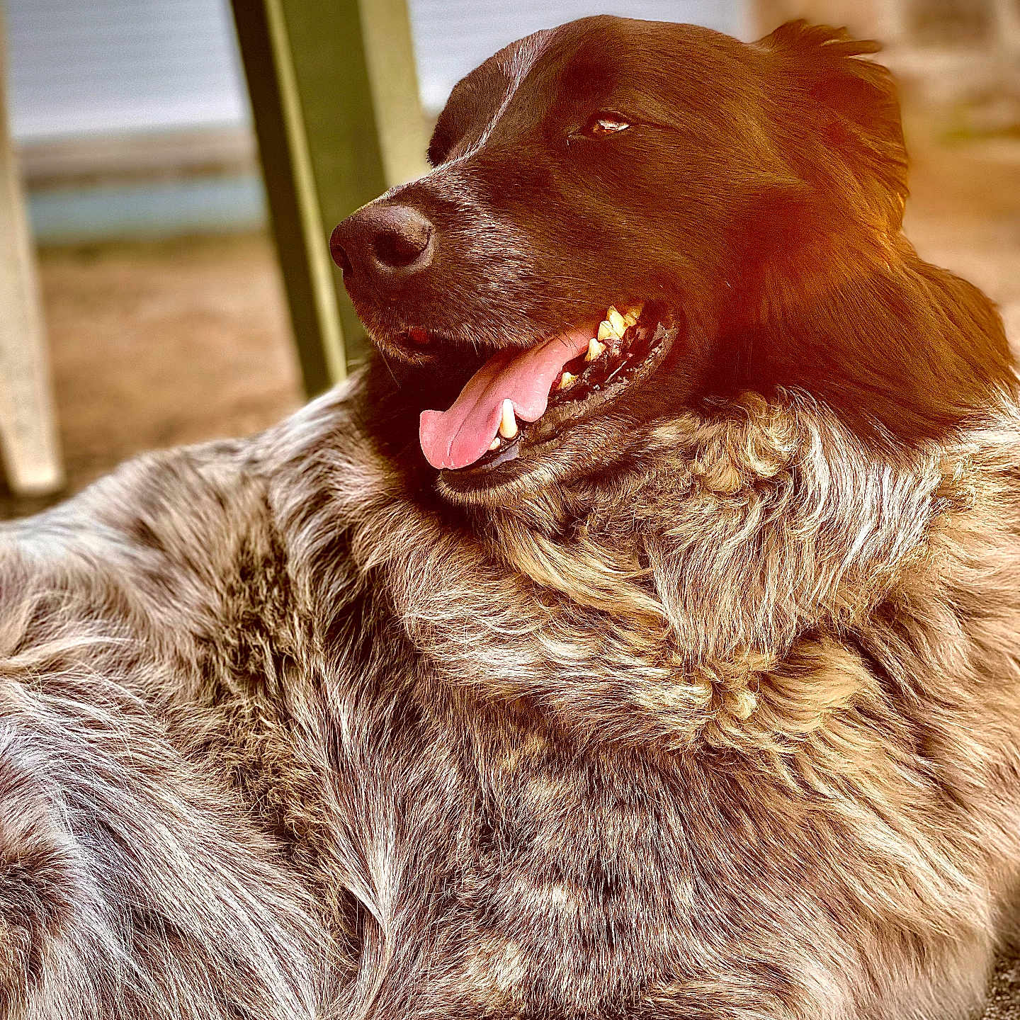 Nooky participe au concours pour gagner de l'argent avec cette photo : dog, canine, animal, pet, fur, tongue, relaxed, closeup, portrait, outdoor, sunlight, brown, white, fluffy, happy, muzzle, ears, nature, resting, companion