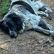 Nooky a rejoint le concours — aidez-le/la à gagner de superbes lots ! dog, sleeping, outdoor, nature, forest_floor, earth, plants, black_and_white, fur, animal, peaceful, resting, canine, laying_down, quiet, natural_light, woods, relaxation, pet, ground