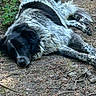 dog, sleeping, outdoor, nature, forest_floor, earth, plants, black_and_white, fur, animal, peaceful, resting, canine, laying_down, quiet, natural_light, woods, relaxation, pet, ground