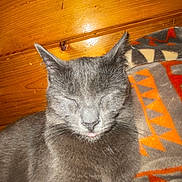 Ruby is registered to the contest to win money with this photo: animal, blanket, cat, close_up, companion, cozy, cute, domestic_cat, feline, fur, gray_cat, indoor, patterned_blanket, pet, relaxed, resting, sleeping, soft_light, tongue_out, wooden_wall