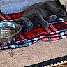 animal, blanket, carpet, cat, comfort, cozy, domestic, feline, gray_cat, home_interior, indoor, pet, plaid, relaxed, resting, rug, sleepy, soft_texture, water_bowl, wooden_panel