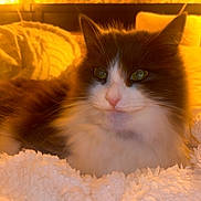 Ninette a rejoint le concours — aidez-le/la à gagner de superbes lots ! animal, bedroom, black_and_white, blanket, cat, closeup, comfort, cozy, cute, domestic, fluffy, fur, indoor, nap, pet, relaxing, resting, soft, warm_light, whiskers