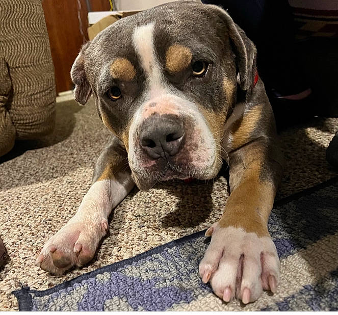 Oscar is registered to the contest to win money with this photo: bored, canidae, carnivore, chair, companion_dog, dog, dog_breed, scent_hound, snout, sporting_group, whiskers, working_animal, working_dog