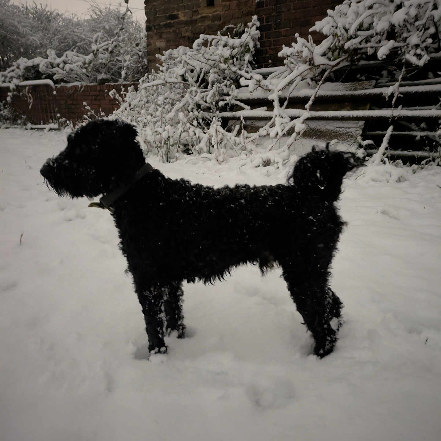 Gellert is registered to the contest to win money with this photo: airedale, animal, blizzard, canine, dog, frost, ice, nature, outdoors, pet, plant, poodle, puppy, silhouette, snow, storm, terrier, tree, weather, winter