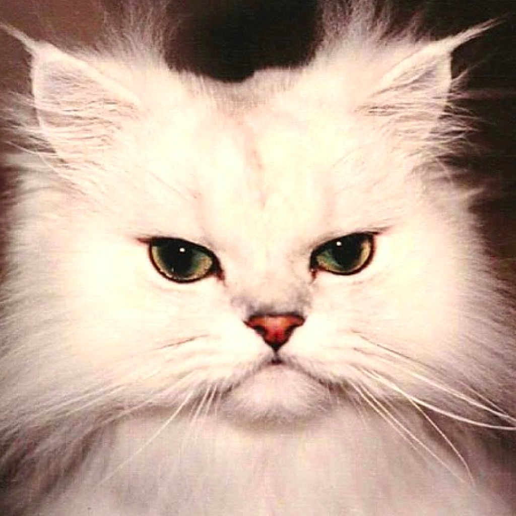 Frosty is registered to the contest to win money with this photo: cat, white_cat, fluffy, close_up, green_eyes, pet, animal, fur, whiskers, cute, serious_expression, portrait, domestic_cat, face, ears, nose, indoor, feline, mammal, animal_portrait