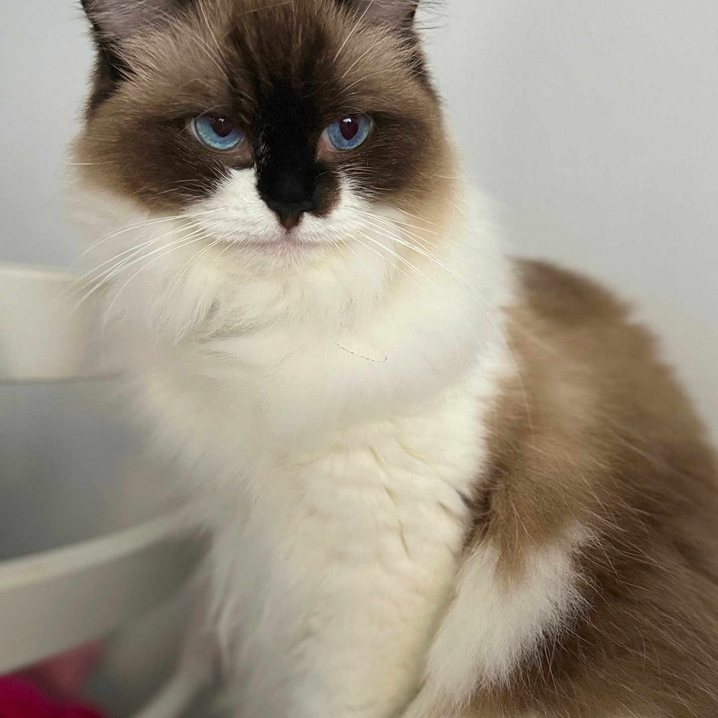 Hera joined the competition — help win amazing prizes! angora, animal, cat, doll, kitten, manx, pet, siamese, toy